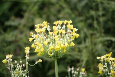 Glen Grant Garden - Blume